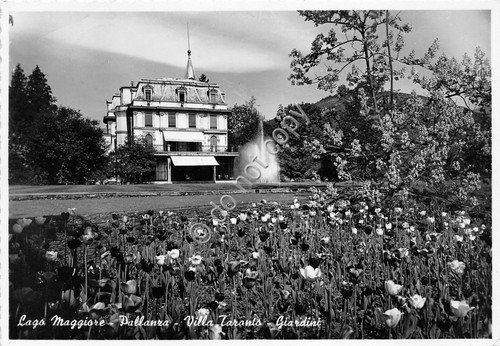 Cartolina - Postcard - Pallanza Villa Taranto giardini 1957 | Immagine principale