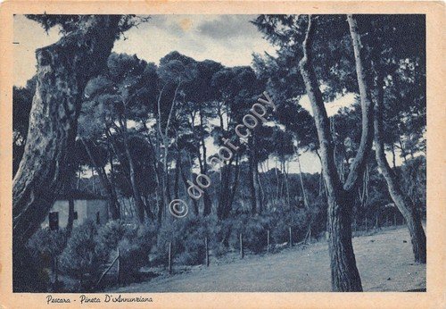 Cartolina - Postcard - Pescara - Pineta Dannunziana - 1946