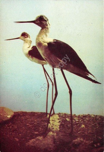 Cartolina - Postcard - Pro Ecologia - Cavaliere d'Italia - …