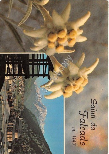 Cartolina - Postcard - Saluti da - Falcade - Stella …