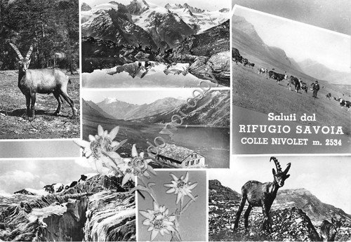 Cartolina - Postcard - Saluti da - Rifugio Savoia - …