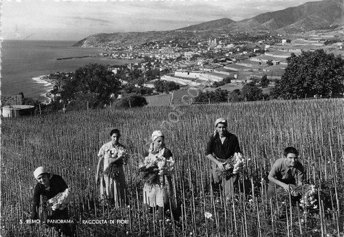 Cartolina - Postcard - Sanremo - Raccolta dei fiori - … | Immagine principale