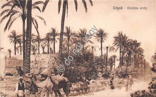 Cartolina - Postcard - Tripoli giardino arabo animata dromedario