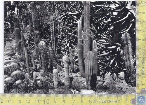 Cartolina - Postcard - Ventimiglia - La Mortola - Giardini … | Immagine principale