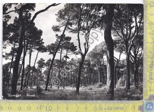 Cartolina - Postcard - Viareggio - Pineta - 1963 | Immagine principale