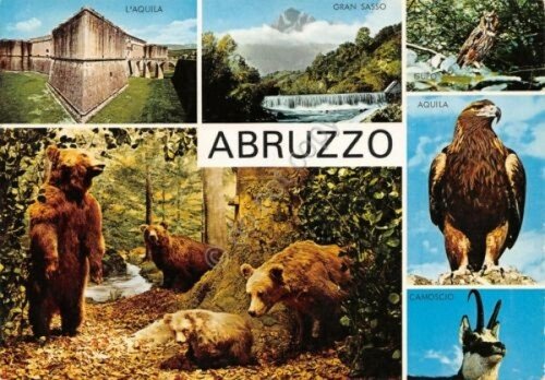 Cartolina Abruzzo vedute varie Aquila Orso Camoscio 1977 (L'Aquila)