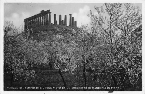 Cartolina Agrigento Tempio di Giunone visto da bosco di mandorli …