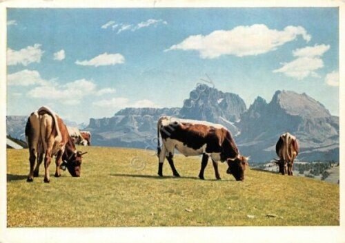 Cartolina Alpe di Siusi Rifugio Zallinger panorama con mucche 1969