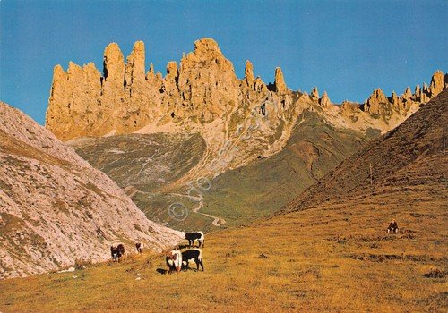 Cartolina Alpe di Siusi verso Denti Terra Rossa Mucche al …
