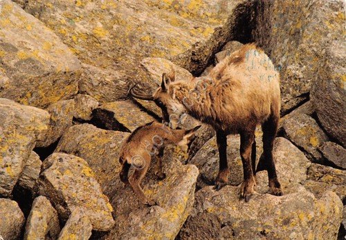 Cartolina Alpi Occidentali Camoscio Timbro CAI Sez. Torino Rifugio V. … | Immagine principale