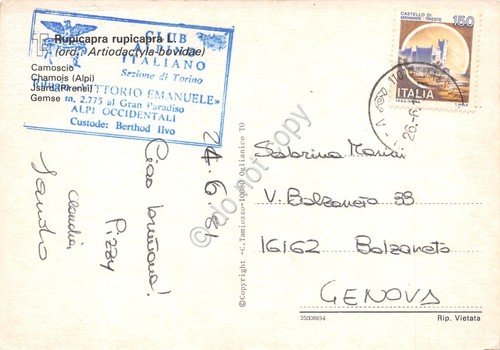 Cartolina Alpi Occidentali Camoscio Timbro CAI Sez. Torino Rifugio V. … | Immagine Gallery 2