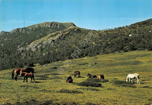 Cartolina Anzola Pascolo al prato 1974