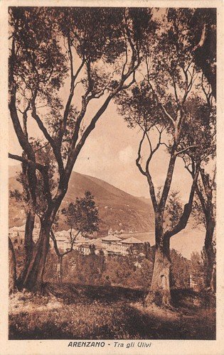 Cartolina Arenzano panorama tra gli ulivi 1929 Tassata | Immagine principale