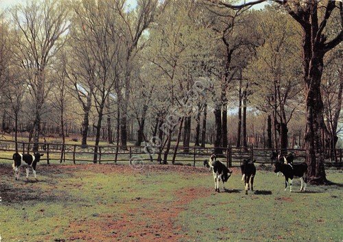 Cartolina Ariccia Centro residenziale Monte Gentile 1976 mucche | Immagine principale