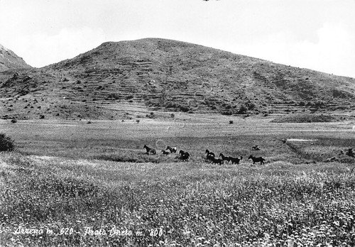 Cartolina Arzeno Prato Oneto cavalli