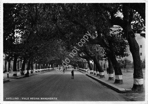 Cartolina Avellino Viale Regina Margherita 1953