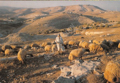 Cartolina Bethlehem? shepherd's field deserto animata anni '80 | Immagine principale