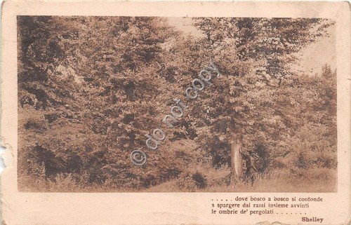 Cartolina Bosco Poesia Shelley 1916