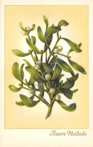 Cartolina Buon Natale illustrata Vischio nr 7781 (Augurali) | Immagine principale
