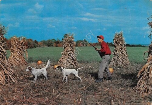 Cartolina Caccia cacciatore con cani da caccia