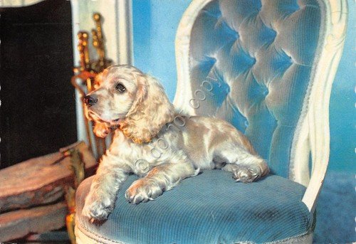 Cartolina Cane cocker Timbro a targhetta Collegio Dal Pozzo Vercelli … | Immagine Gallery 2