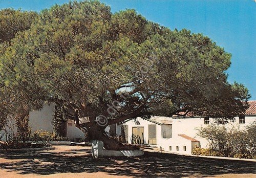 Cartolina Caprera pino piantato da Garibaldi alla nascita della figlia …