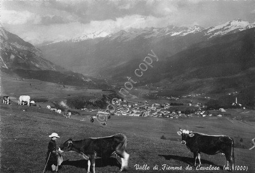 Cartolina Cavalese panorama di Valle di Fiemme con mucche pascolo …