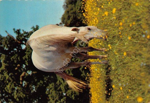 Cartolina Cavallo bianco al pascolo Ed Cecami | Immagine principale