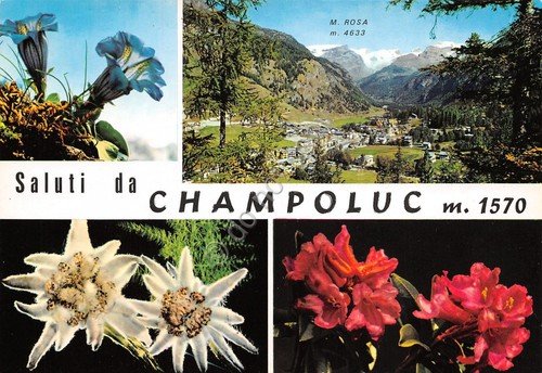 Cartolina Champoluc 4 vedute fiori genziana stella alpina panorama (Aosta) | Immagine principale