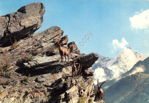 Cartolina Cogne Alta Valle Stambecchi al Parco Nazionale G. Paradiso … | Immagine principale