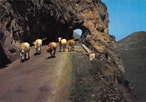 Cartolina Col Aubisque Tunnel de la roche Bazan Mucche in …