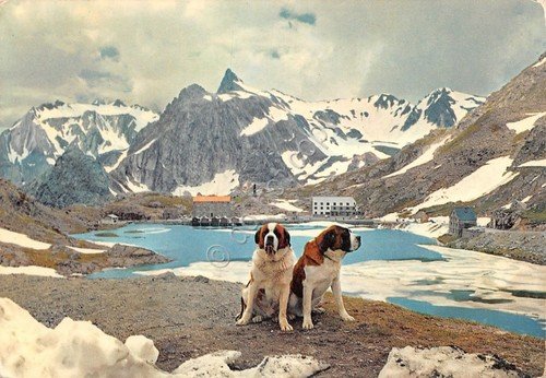 Cartolina Colle del Gran San Bernardo Frontiera Italo Svizzera cani …