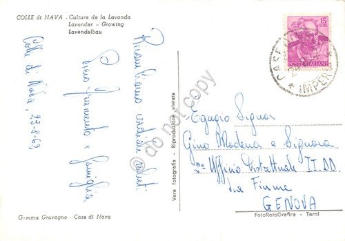 Cartolina Colle di Nava Coltivazione della lavanda mucche 1962