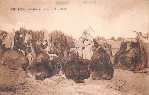 Cartolina Colonie Libia Italiana Mercato dei cammelli