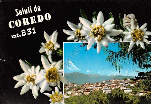Cartolina Coredo 2 vedute stelle alpine panorama (Trento) | Immagine principale