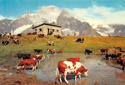 Cartolina Courmayeur Arrivo ovovia Altiporto bar Ristorante mucche 1975