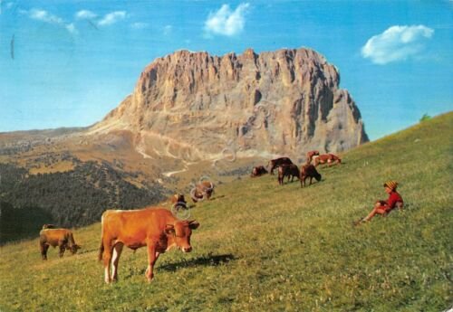 Cartolina Dolomiti Parco Gardena verso Sassolungo con pascolo mucca 1963