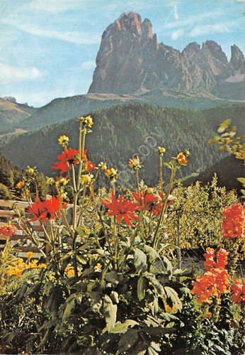 Cartolina Dolomiti Sassolungo 1969 con fiori (Bolzano)