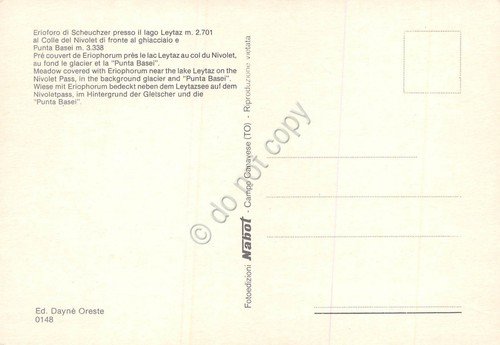 Cartolina Erioforo di Scheuchzer Lago Leytaz al Colle Nivolet (Torino) | Immagine Gallery 2