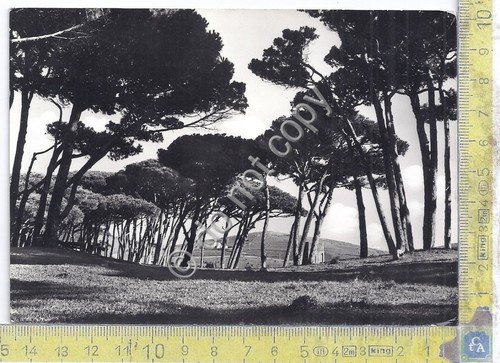 Cartolina Fopulonia - Veduta dalla Pineta - 1964 (Livorno)