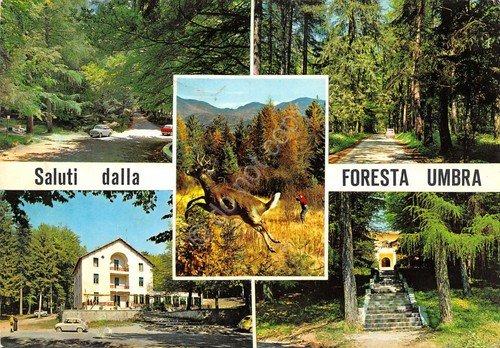 Cartolina Foresta Umbra vedute 1968 Tassata (Foggia) | Immagine principale