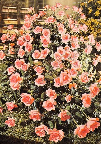 Cartolina Genova Euroflora 1976 rose fiori | Immagine principale