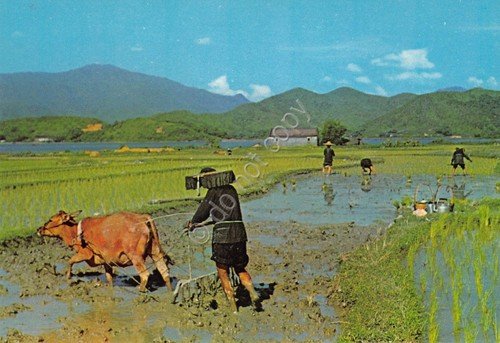 Cartolina Hong Kong Chinese farmer during spring autumn seasons Cow … | Immagine principale