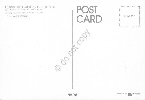 Cartolina Hong Kong Chinese farmer during spring autumn seasons Cow … | Immagine Gallery 2