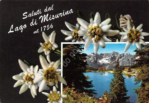Cartolina Lago di Misurina vedute e stella alpina 1969 (Belluno)