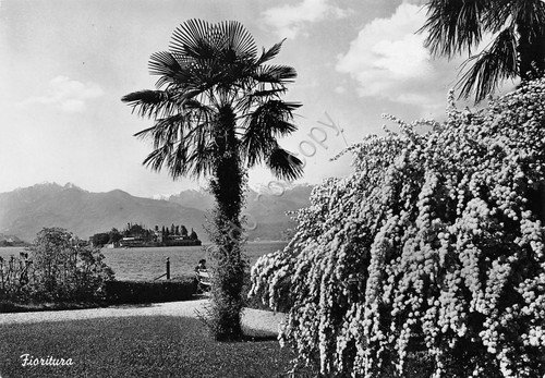 Cartolina Lago Maggiore fioritura e panorama