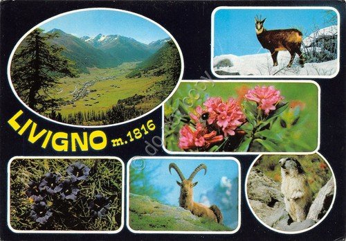 Cartolina Livigno Panorama vedute fiori animali (Sondrio) | Immagine principale