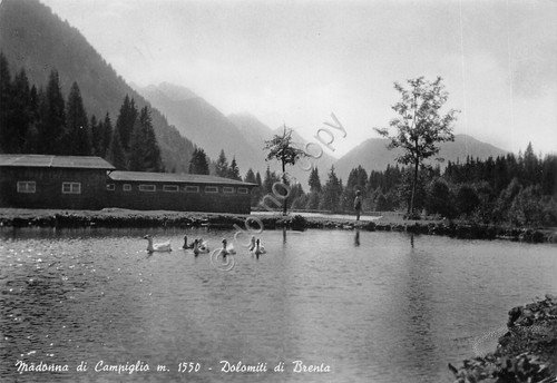 Cartolina Madonna di Campiglio laghetto con cigni 1952