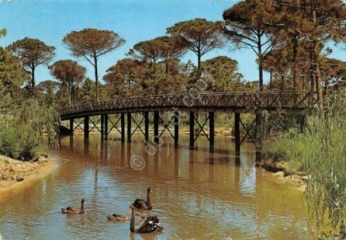 Cartolina Milano Marittima Canalino e pineta 1973