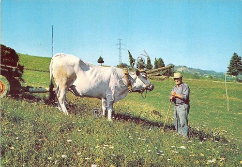 Cartolina Mioglia - pascolo - 1990 (Genova) | Immagine principale